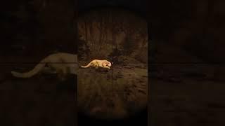 Clean cougar kill #rdr2