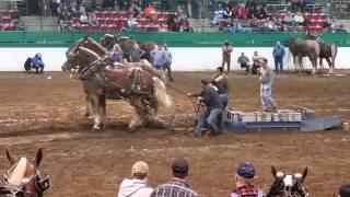 Draft horse winning pull,  Raleigh,  NC