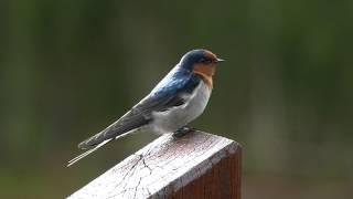 Welcome Swallow calling