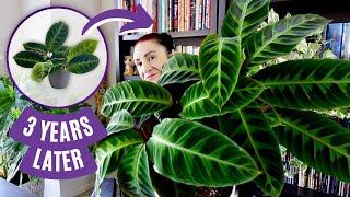 Just Call Me the Calathea Queen: Spilling My 3.5 Year Growth Secrets!