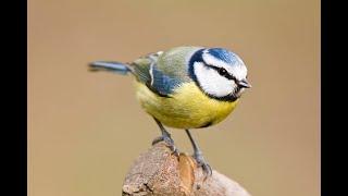 Blue Tit Bird Box LIVE Camera #ukbirds #bluetits #livestream #live #helpingnature