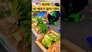 네? 배추가 얼마? 대박 #폭락 #시장 #물가 #맛집 #김치 #food #김치 #김장