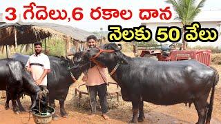 నెలకు 50 వేలు 3 buffaloes dairy farm @MalleshAdla