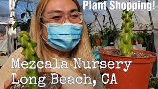 Shopping for Houseplants | Mezcala Nursery - Long Beach,  CA