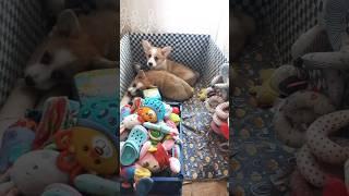 Корги с шикарной родословной ждут вас#коргипродажа #подароклюбимой #подарок #вельшкоргипемброк