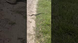 Eastern diamondback at Disney Wilderness Preserve #florida #rattlesnake#snake