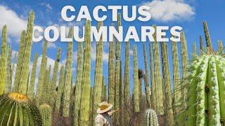 Los Cactus Columnares del Valle de Tehuacán - Puebla 