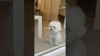 Bichon Prize~  Is that right? Your body is small ^^ Cute 