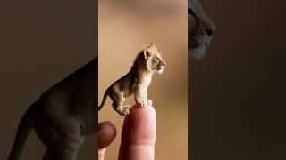 Tiny Lion on a Fingertip – Adorable Miniature Lion Roaring Cutely! #cuten #laughoutloudpets #cute