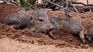 Javy chew #javelina, #javelinasinarizona, #wildlife