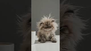 Can I Go Back to Bed? ️ #Fyp #Viral #Fluffy #KittenLove #Catsoftiktok #TooEarly #MorningMood #Coff