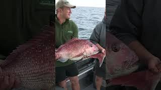 Big Red Snapper! #snapper #baitfishing #catchandrelease #nzfishing #fishing  #giantfish