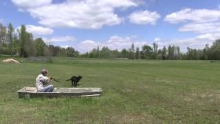 Commercial for Backwoods Retriever Training for ODTV
