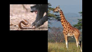 Wildlife Wahala: HONEY BADGER fights SNAKE; as angry GIRAFFES fight for supremacy