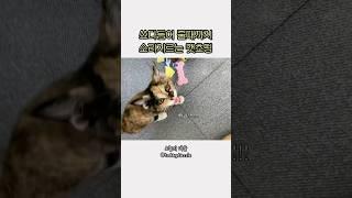 아휴 시끄러워 #카오스냥 #cat #tortiecats #kitten #아기고양이