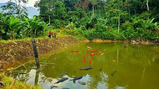 Take a day off, come home to help your mother clean the pond and raise fish - Ban Thi Diet