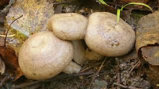 Lactarius pyrogalus