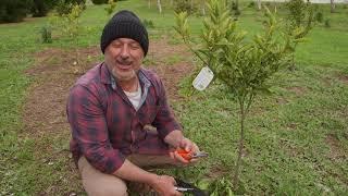 How to bud graft citrus