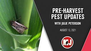 Pre-harvest Pest Updates | Julie Peterson | August 13, 2021