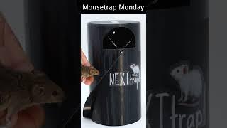 This Mousetrap Is Perfect For Small Spaces! The NEXT Mouse Trap.  #mousetrapmonday #mousetrap