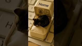 Sleepy Cat in a Home-Key Bed  | 8-Sec Cute Kitten #shorts