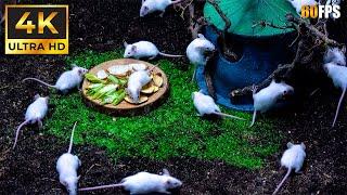 Cat TV For Cat  Watching Cute White Mice Playing In Mini Tree House  Paws Adventures