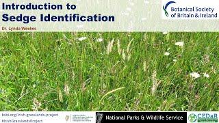 Introduction to Sedge Identification