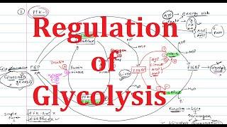 5. Glycolysis Regulation : Explained Simply | Hexokinase, Phosphofructokinase (PFK), Pyruvate Kinase