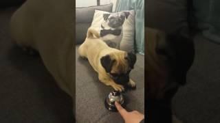 Stanley the pug ringing the treat bell