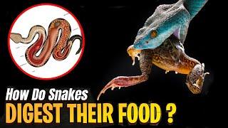 How Do Snakes Digest Their Food?