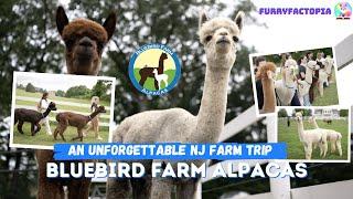 Meet the Adorable Alpacas of Bluebird Farm | An Unforgettable NJ Farm Visit