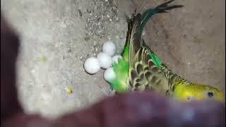 Green budgie breeding VIP.BIRDS.ZONE