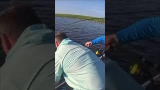 MASSIVE GATOR Captured! 3/9 #short #shorts #shortvideo #youtubeshorts #trending #atn #viralvideo #ye