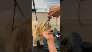 Grooming a Morkie