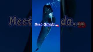 Grinda, the Long-Finned Pilot Whale A Few Facts #shorts