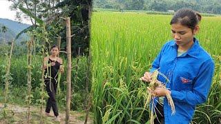 All efforts were wasted, the rice fields were lost, the vegetable garden was destroyed by insects.