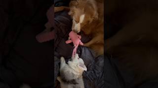 So wat #puppy #dogs #pets #tugofwar #monkey #funny #silly #pink #baby #fite #happy #love #margot