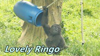 Lovely little gorilla Ringo / 可愛的小大猩猩Ringo