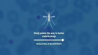 Structural study points the way toward better malaria drugs