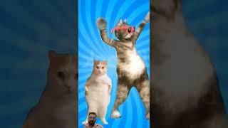 #catlover #funny #dog #pets #cat #animals #comedy #aircraft #techtics #smartphone #short