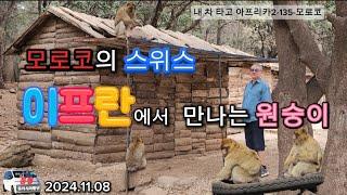 모로코의 스위스, 이프란에서 만난 원숭이(내 차 타고 아프리카 2-135-모로코)