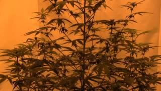 Clones Seedlings Ripped Bubba 15 Day Update 600 Watt HPS Flowering
