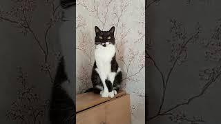 не буду ему говорить...#мурка#котик#юмор#шортс#2025 .