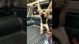 Gibbon Monkey is Howling #shorts #viral #funny