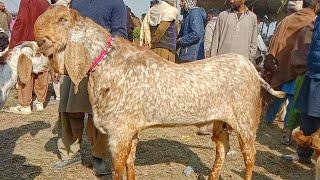 Madrasa mandi Bahawalnagar|makhi cheene breeder bakre update 03008309926