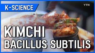 Kimchi Full of Bacillus Subtilis [K-SCIENCE] / YTN KOREAN