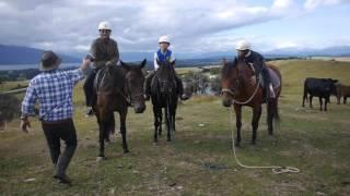 Fiordland horse treks – what to expect on a horse trek