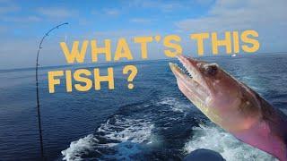 WE COULDN'T IDENTIFY THIS FISH ! | A Day Long Fishing Trip With Various Species - Ep.9