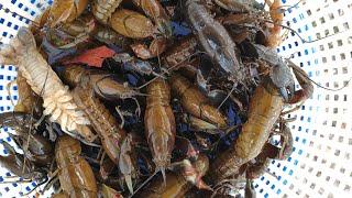 Mind blowing yabbying while bait fishing in Broken Creek