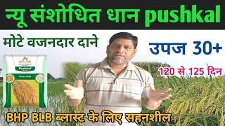 न्यू संशोधित धान pushkal मोटे वजनदार दाने, उपज 30+ bph blb ब्लास्ट के लिए सहनशील 120से125 दिन